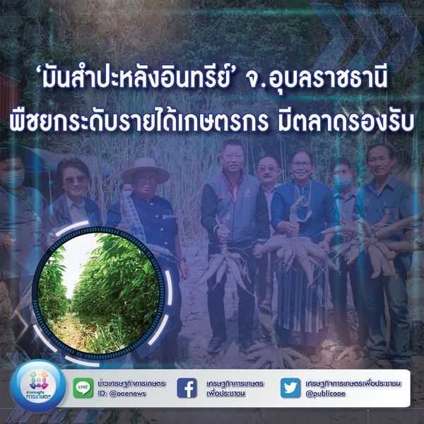 ‘มันสำปะหลังอินทรีย์’ จ.อุบลราชธานี พืชยกระดับรายได้เกษตรกร มีตลาดรองรับ