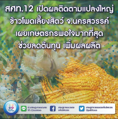 สศท.12 เปิดผลติดตามแปลงใหญ่ข้าวโพดเลี้ยงสัตว์ จ.นครสวรรค์  เผยเกษตรกรพอใจมากที่สุด ช่วยลดต้นทุน เพิ่มผลผลิต 