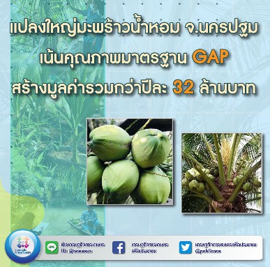 แปลงใหญ่มะพร้าวน้ำหอม จ.นครปฐม เน้นคุณภาพมาตรฐาน GAP สร้างมูลค่ารวมกว่าปีละ 32 ล้านบาท