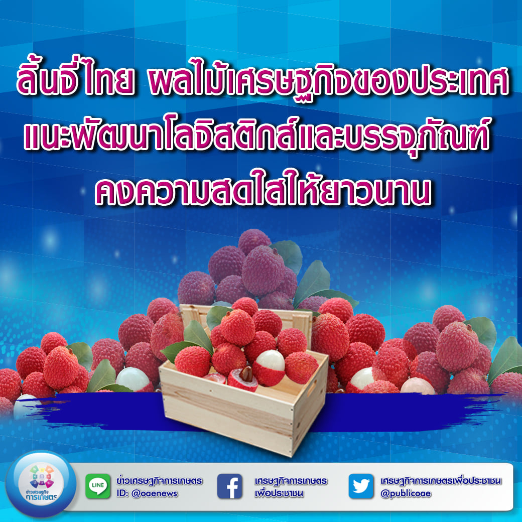 ลิ้นจี่ไทย ผลไม้เศรษฐกิจของประเทศ  แนะพัฒนาโลจิสติกส์และบรรจุภัณฑ์ คงความสดให้ยาวนาน 