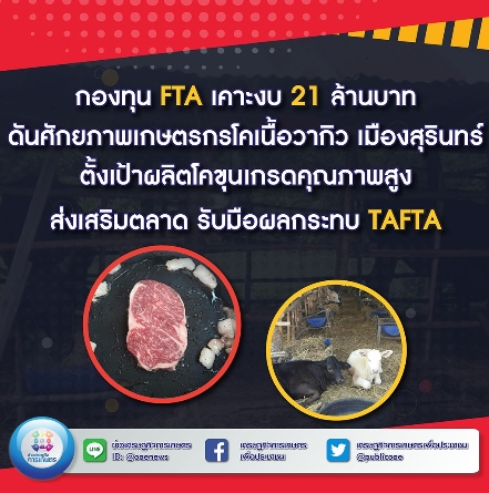 กองทุน FTA เคาะงบ 21 ล้านบาท ดันศักยภาพเกษตรกรโคเนื้อวากิว เมืองสุรินทร์ ตั้งเป้าผลิตโคขุนเกรดคุณภาพสูง ส่งเสริมตลาด รับมือผลกระทบ TAFTA