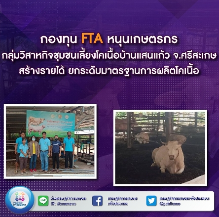 กองทุน FTA หนุนเกษตรกรกลุ่มวิสาหกิจชุมชนเลี้ยงโคเนื้อบ้านแสนแก้ว จ.ศรีสะเกษ สร้างรายได้ ยกระดับมาตรฐานการผลิตโคเนื้อ 