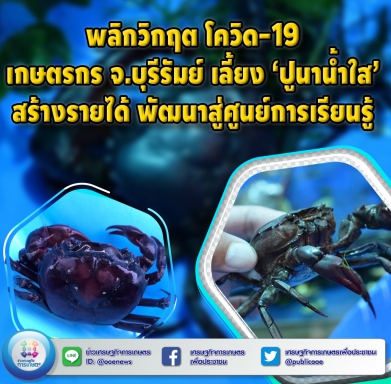 พลิกวิกฤติ โควิด-19 เกษตรกร จ.บุรีรัมย์ เลี้ยง ‘ปูนาน้ำใส’ สร้างรายได้ พัฒนาสู่ศูนย์การเรียนรู้