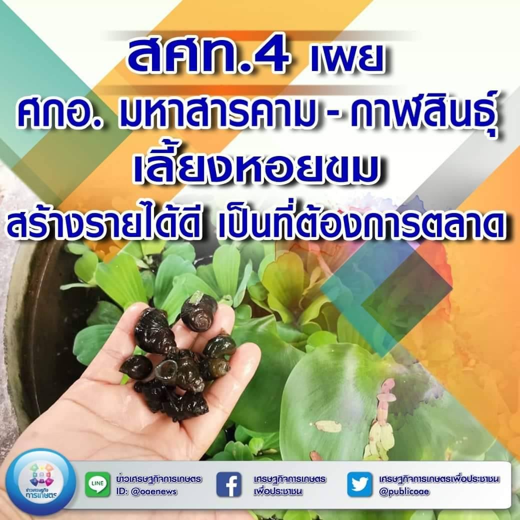 สศท.4 เผย ศกอ. มหาสารคาม - กาฬสินธุ์ เลี้ยงหอยขม สร้างรายได้ดี เป็นที่ต้องการตลาด 