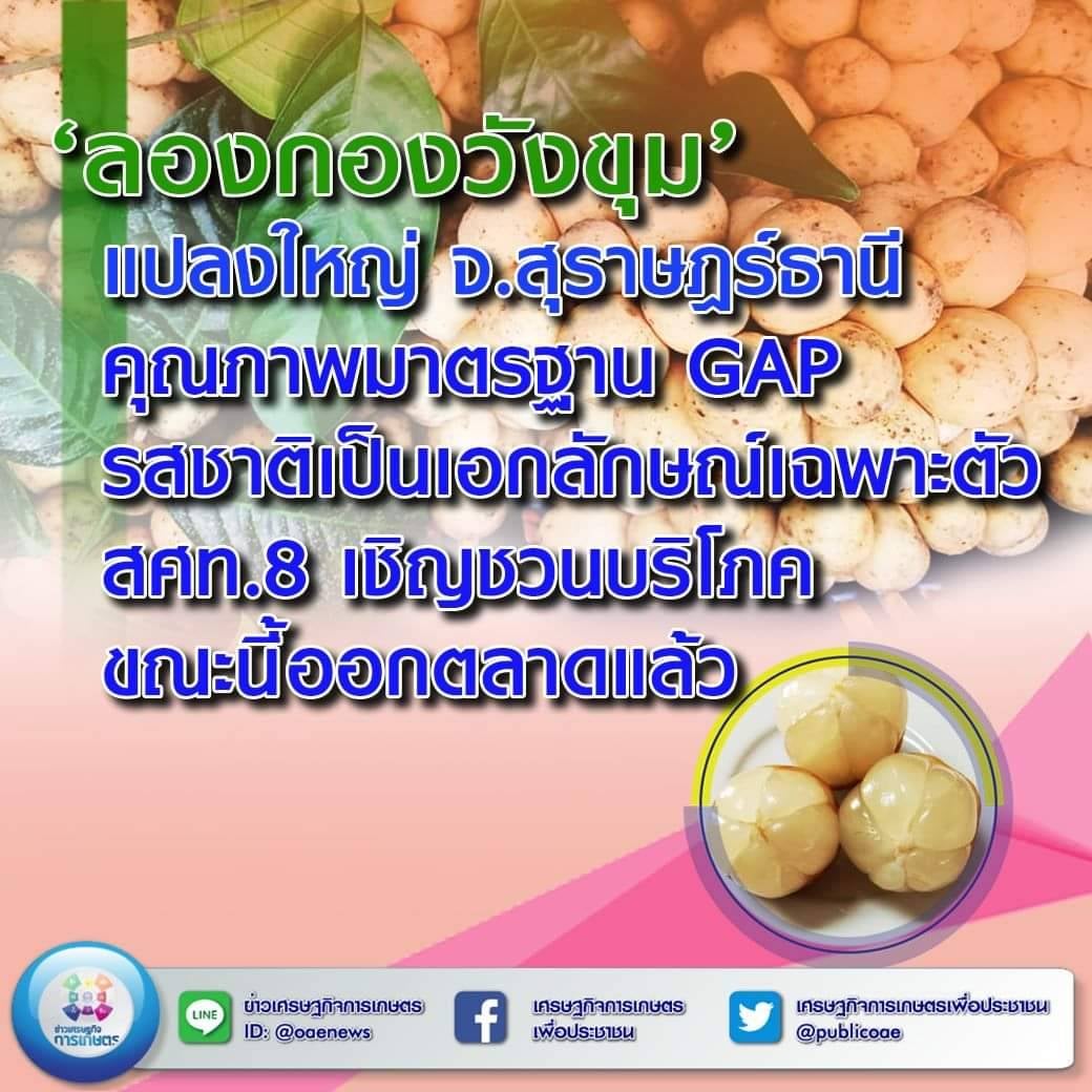 ‘ลองกองวังขุม’ แปลงใหญ่ จ.สุราษฎร์ธานี คุณภาพมาตรฐาน GAP รสชาติเป็นเอกลักษณ์เฉพาะตัว สศท. 8 เชิญชวนบริโภค ขณะนี้ออกตลาดแล้ว 