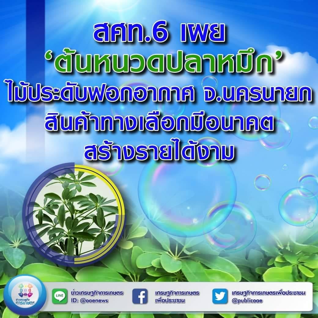 สศท.6 เผย ต้นหนวดปลาหมึก ไม้ประดับฟอกอากาศ จ.นครนายก สินค้าทางเลือกมีอนาคต สร้างรายได้งาม