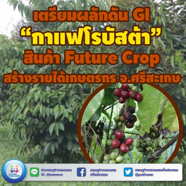 เรื่อง เตรียมผลักดัน GI “กาแฟโรบัสต้า” สินค้า Future Crop สร้างรายได้เกษตรกร จ.ศรีสะเกษ 