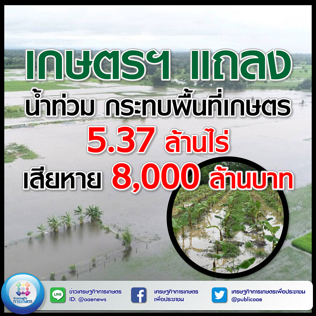 เกษตรฯ แถลง น้ำท่วม กระทบพื้นที่เกษตร 5.37 ล้านไร่ เสียหาย 8,000 ล้านบาท 