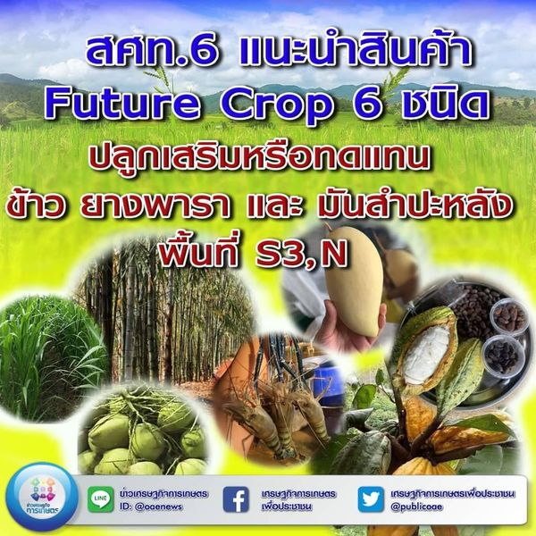 สศท.6 แนะสินค้า Future Crop 6 ชนิด ปลูกเสริมหรือทดแทน ข้าว ยางพารา และมันสำปะหลังพื้นที่ S3,N