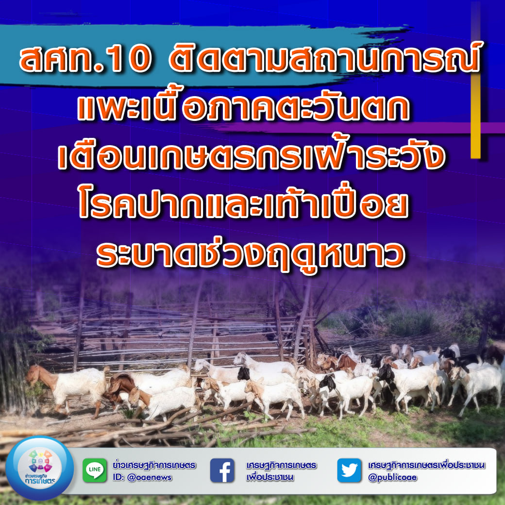 สศท.10 ติดตามสถานการณ์แพะเนื้อภาคตะวันตก เตือนเกษตรกรเฝ้าระวังโรคปากและเท้าเปื่อย ระบาดช่วงฤดูหนาว 