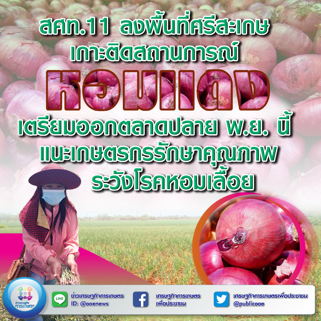 สศท.11 ลงพื้นที่ศรีสะเกษเกาะติดสถานการณ์หอมแดง เตรียมออกตลาดปลาย พ.ย.นี้ แนะเกษตรกรรักษาคุณภาพ ระวังโรคหอมเลื้อย 