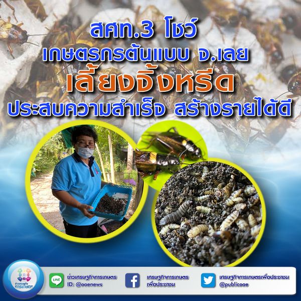 สศท.3 โชว์เกษตรกรต้นแบบ จ.เลย เลี้ยงจิ้งหรีดประสบความสำเร็จ สร้างรายได้ดี