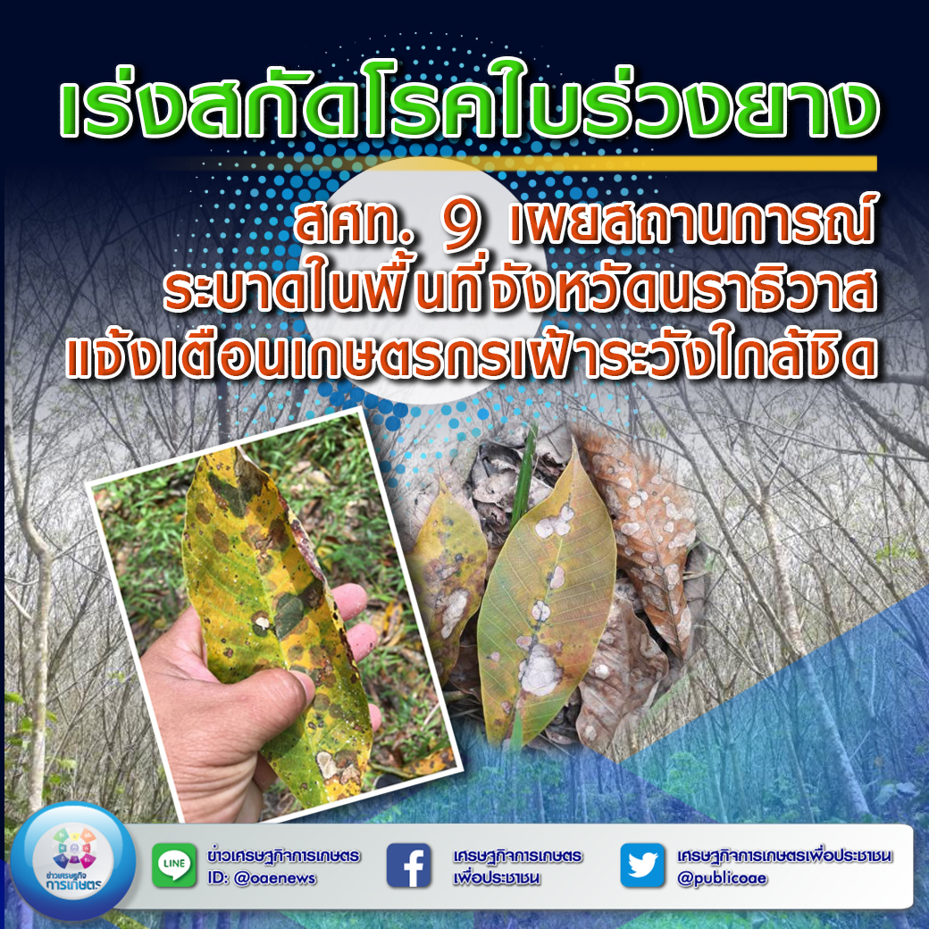 เร่งสกัดโรคใบร่วงยาง สศท.9 เผยสถานการณ์ระบาดในพื้นที่จังหวัดนราธิวาสแจ้งเตือนเกษตรกรเฝ้าระวังอย่างใกล้ชิด