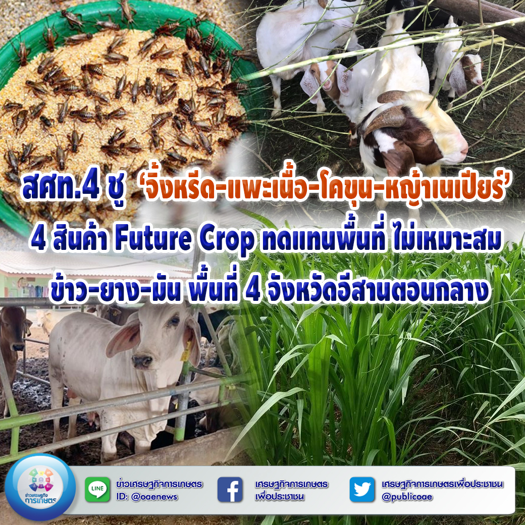 สศท.4 ชู  ‘จิ้งหรีด-แพะเนื้อ-โคขุน-หญ้าเนเปียร์’ 4 สินค้า Future Crop  ทดแทนพื้นที่ ไม่เหมาะสม ข้าว-ยาง-มัน พื้นที่ 4 จังหวัดอีสานตอนกลาง