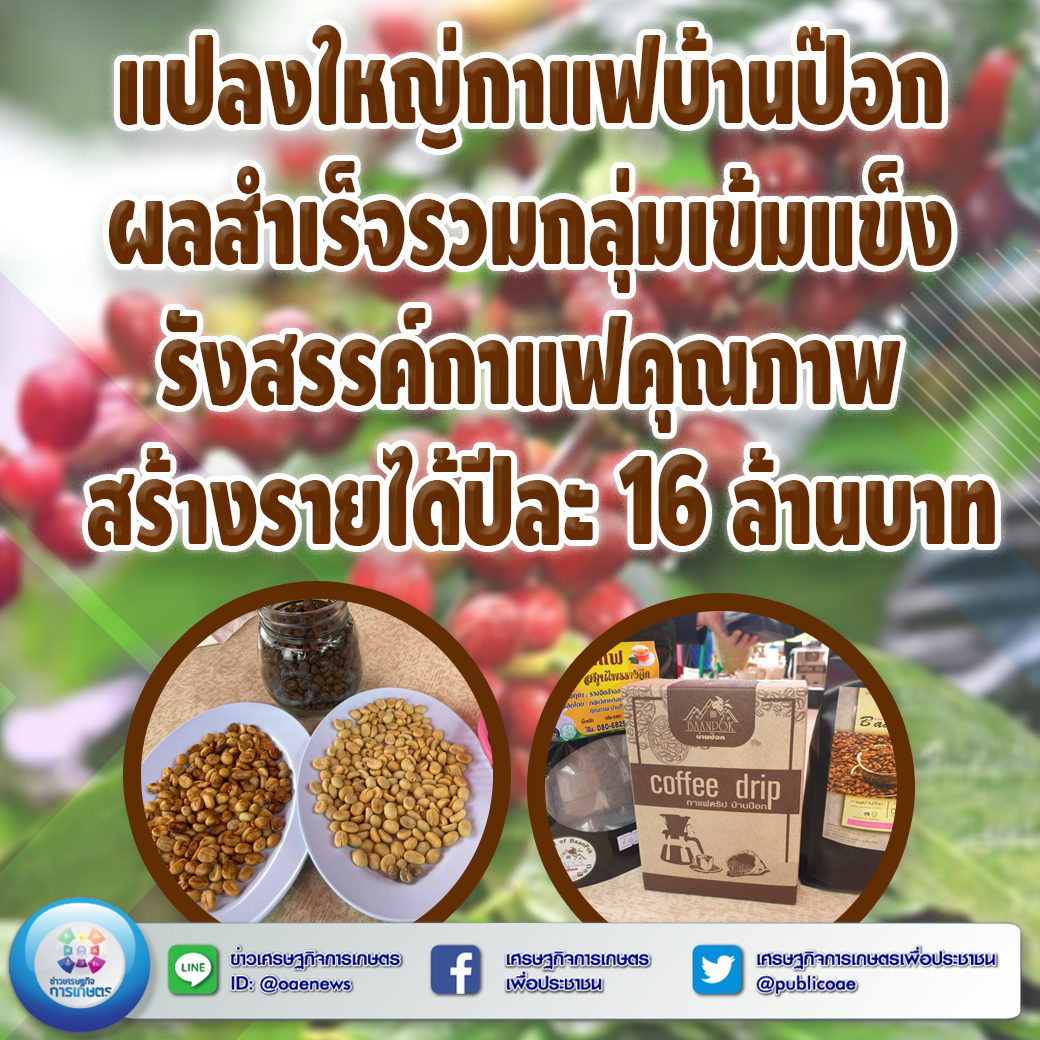 แปลงใหญ่กาแฟบ้านป๊อก ผลสำเร็จรวมกลุ่มเข้มแข็ง รังสรรค์กาแฟคุณภาพ  สร้างรายได้ปีละ 16 ล้านบาท