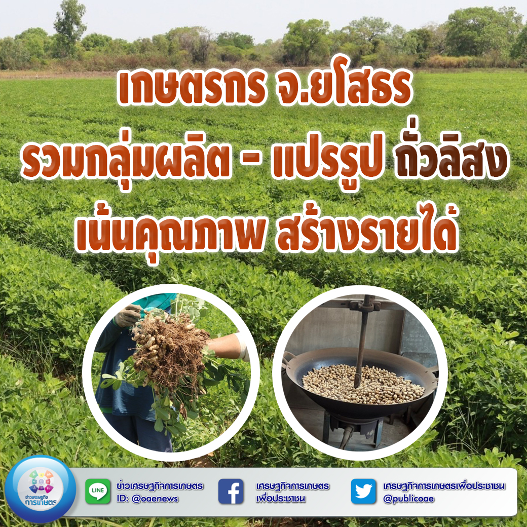 เกษตรกร จ.ยโสธร รวมกลุ่มผลิต - แปรรูป ถั่วลิสง เน้นคุณภาพ สร้างรายได้