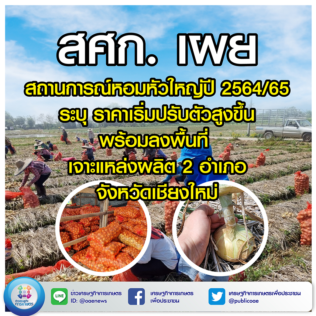 สศก. เผย สถานการณ์หอมหัวใหญ่ปี 2564/65 ระบุ ราคาเริ่มปรับตัวสูงขึ้น พร้อมลงพื้นที่ เจาะแหล่งผลิต 2 อำเภอ จังหวัดเชียงใหม่