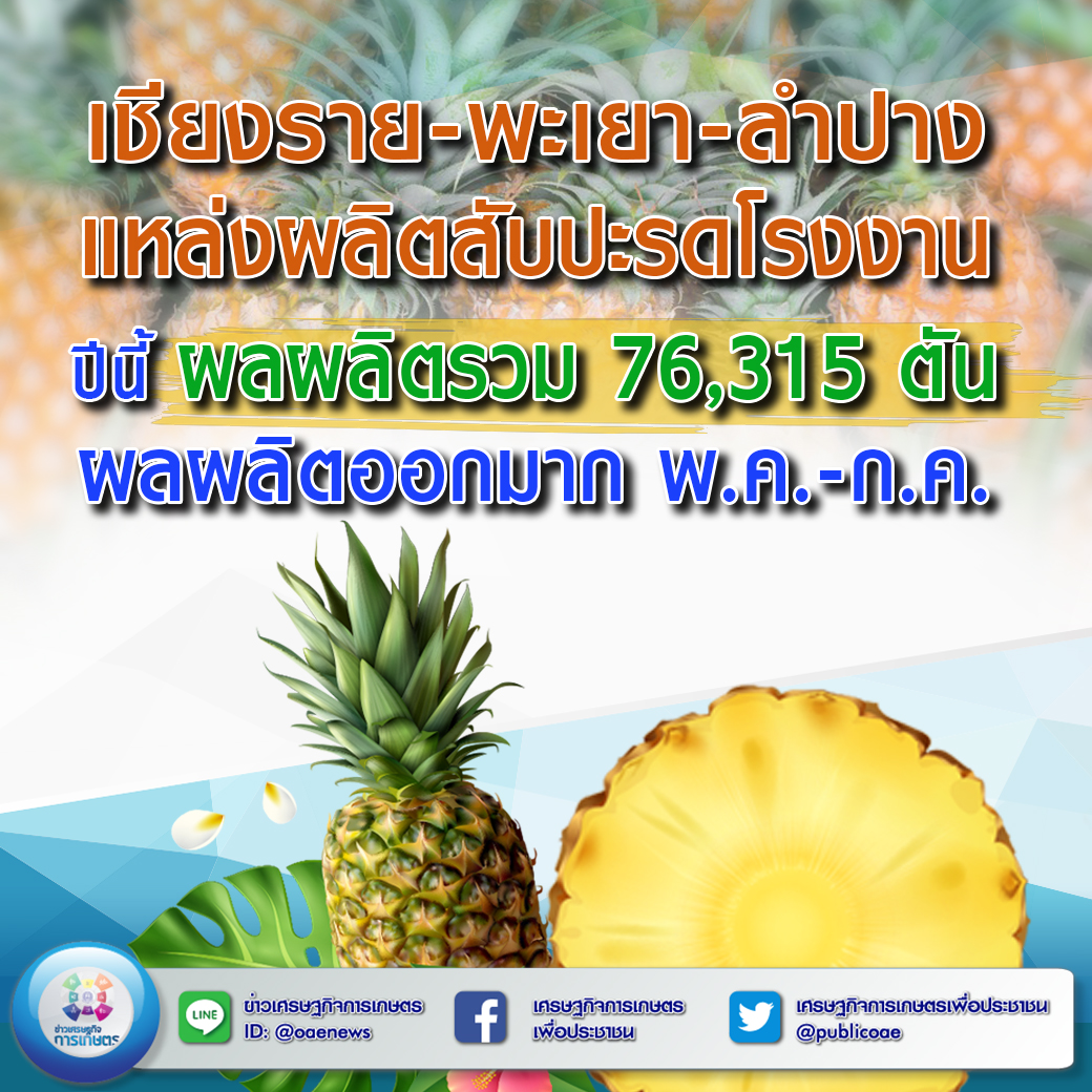 เชียงราย-พะเยา-ลำปาง แหล่งผลิตสับปะรดโรงงาน ปีนี้ ผลผลิตรวม 76,315 ตัน  ผลผลิตออกมาก พ.ค.-ก.ค. สศท.1 เชิญชวนอุดหนุนผลผลิตเกษตรกร