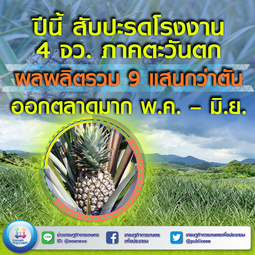 ปีนี้ สับปะรดโรงงาน 4 จว. ภาคตะวันตก ผลผลิตรวม 9 แสนกว่าตัน ออกตลาดมาก พ.ค. – มิ.ย.