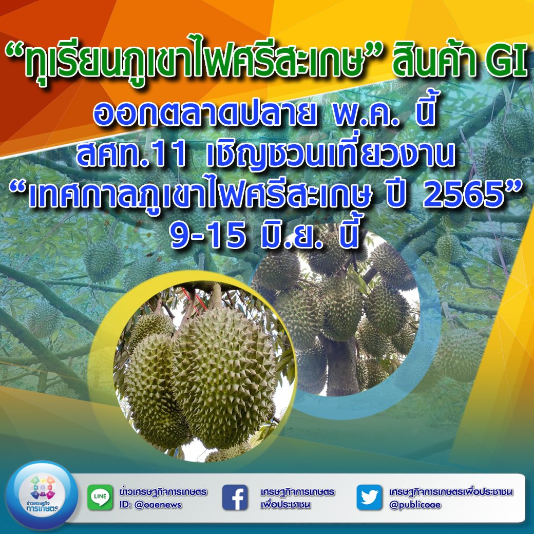 “ทุเรียนภูเขาไฟศรีสะเกษ” สินค้า GI เริ่มออกตลาดปลาย พ.ค. นี้สศท.11 เชิญชวนเที่ยวงาน “เทศกาลทุเรียนภูเขาไฟศรีสะเกษ ปี 2565” 9 - 15 มิ.ย. นี้