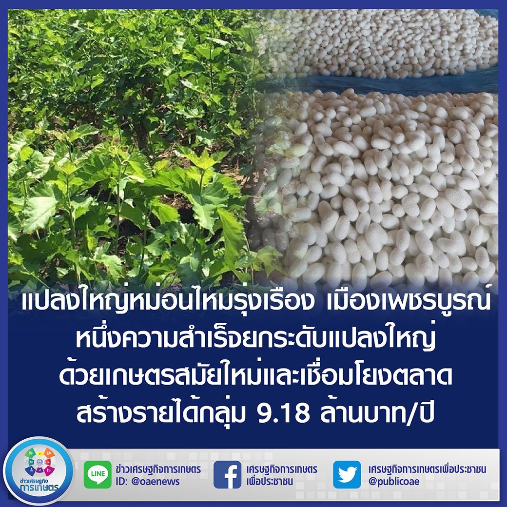 แปลงใหญ่หม่อนไหมรุ่งเรือง เมืองเพชรบูรณ์ หนึ่งความสำเร็จยกระดับแปลงใหญ่ ด้วยเกษตรสมัยใหม่และเชื่อมโยงตลาด สร้างรายได้กลุ่ม 9.18 ล้านบาท/ปี