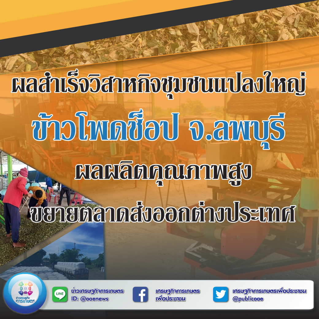 ผลสำเร็จวิสาหกิจชุมชนแปลงใหญ่ข้าวโพดช็อป จ.ลพบุรี ผลผลิตคุณภาพสูง ขยายตลาดส่งออกต่างประเทศ