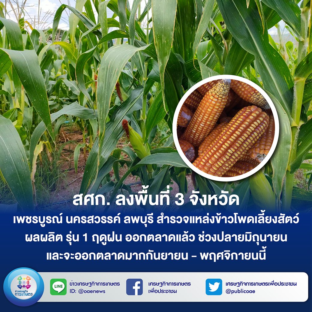 สศก. ลงพื้นที่ 3 จังหวัด เพชรบูรณ์ นครสวรรค์ ลพบุรี สำรวจแหล่งข้าวโพดเลี้ยงสัตว์  ผลผลิต รุ่น 1 ฤดูฝน ออกตลาดแล้วช่วงปลายมิถุนายน และจะออกตลาดมาก กันยายน - พฤศจิกายนนี้