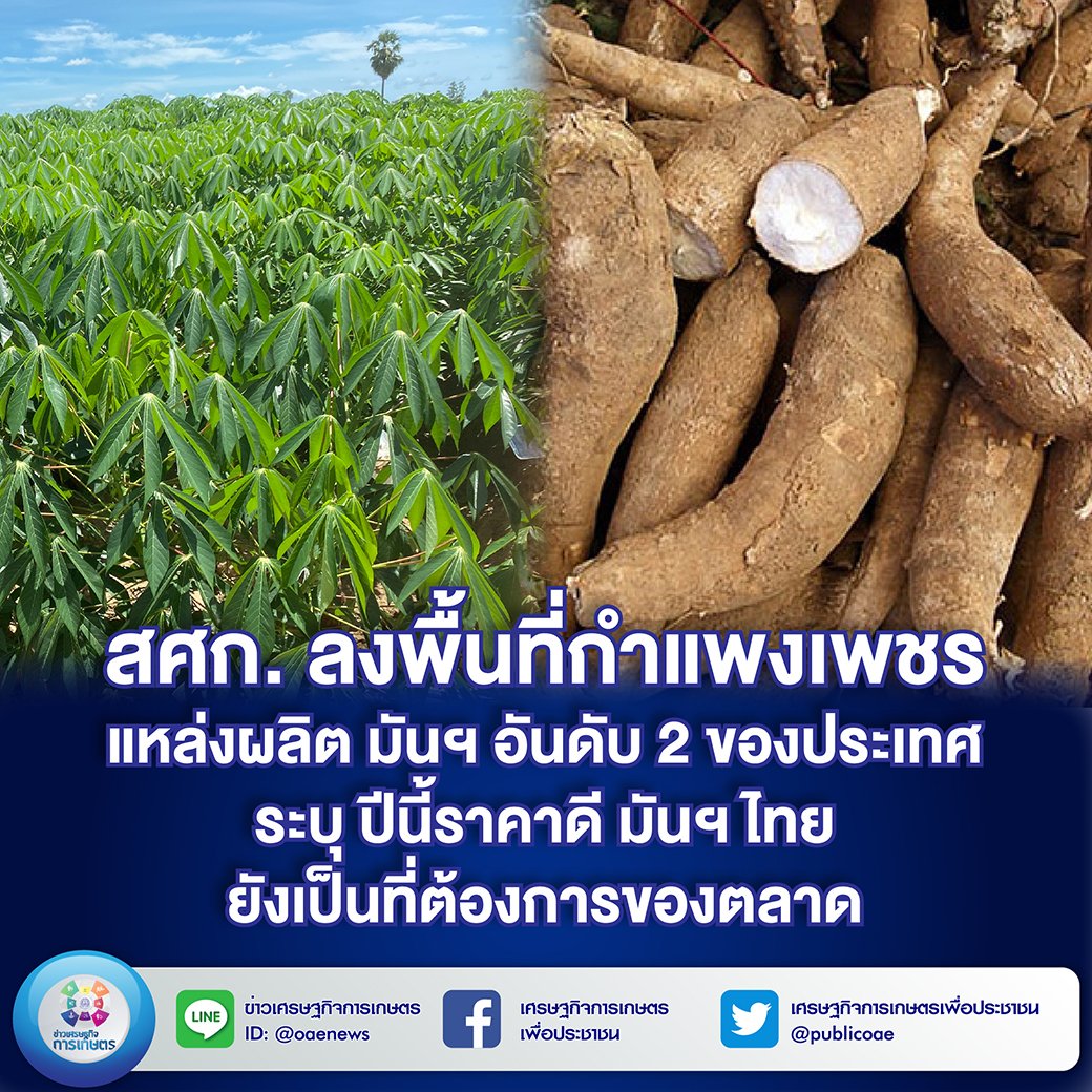 สศก. ลงพื้นที่กำแพงเพชร แหล่งผลิต มันฯ อันดับ 2 ของประเทศ ระบุ ปีนี้ราคาดี  มันฯ ไทยยังเป็นที่ต้องการของตลาด 