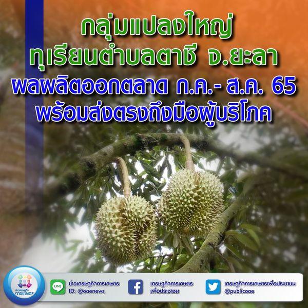  ‘กลุ่มแปลงใหญ่ทุเรียนตำบลตาชี’ จ.ยะลา ผลผลิตออกตลาด ก.ค. - ส.ค. 65 พร้อมส่งตรงถึงมือผู้บริโภค 