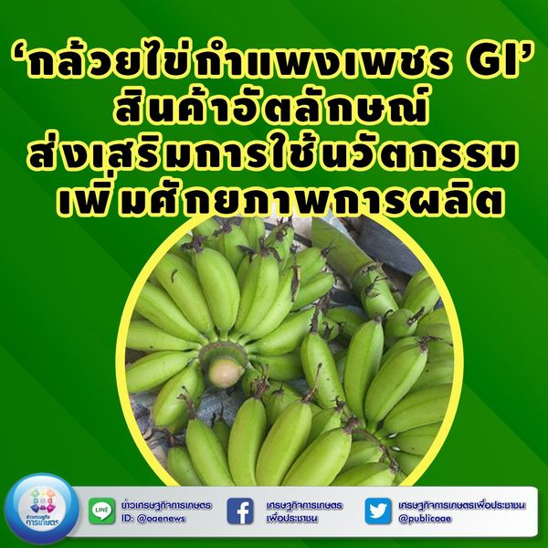  เรื่อง ‘กล้วยไข่กำแพงเพชร GI’ สินค้าอัตลักษณ์ ส่งเสริมการใช้นวัตกรรม เพิ่มศักยภาพการผลิต 