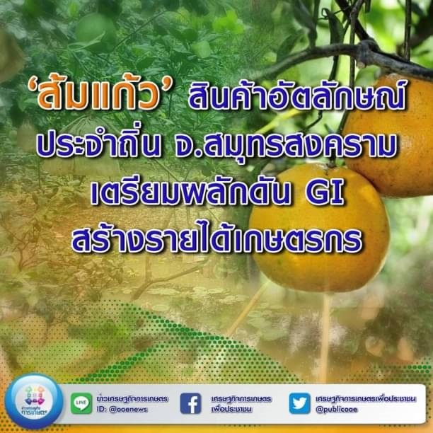 ‘ส้มแก้ว’ สินค้าอัตลักษณ์ประจำถิ่น จ.สมุทรสงคราม เตรียมผลักดัน GI สร้ายรายได้เกษตรกร