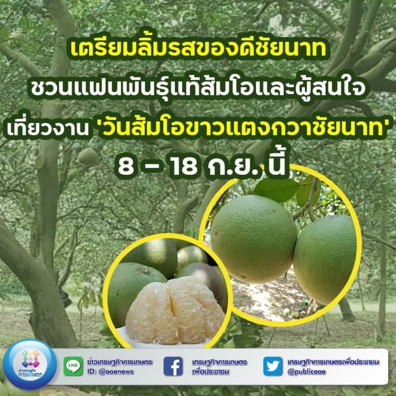  เตรียมลิ้มรสของดีชัยนาท ชวนแฟนพันธุ์แท้ส้มโอและผู้สนใจ เที่ยวงาน ‘วันส้มโอขาวแตงกวาชัยนาท’ 8 – 18 ก.ย. น