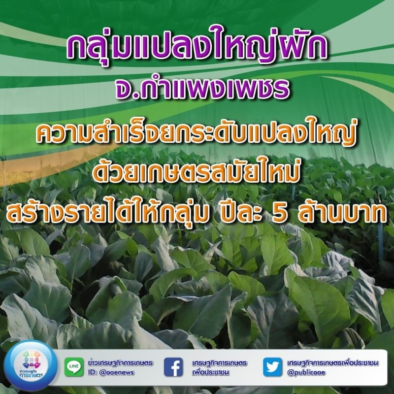 กลุ่มแปลงใหญ่ผัก จ.กำแพงเพชร ความสำเร็จยกระดับแปลงใหญ่ด้วยเกษตรสมัยใหม่