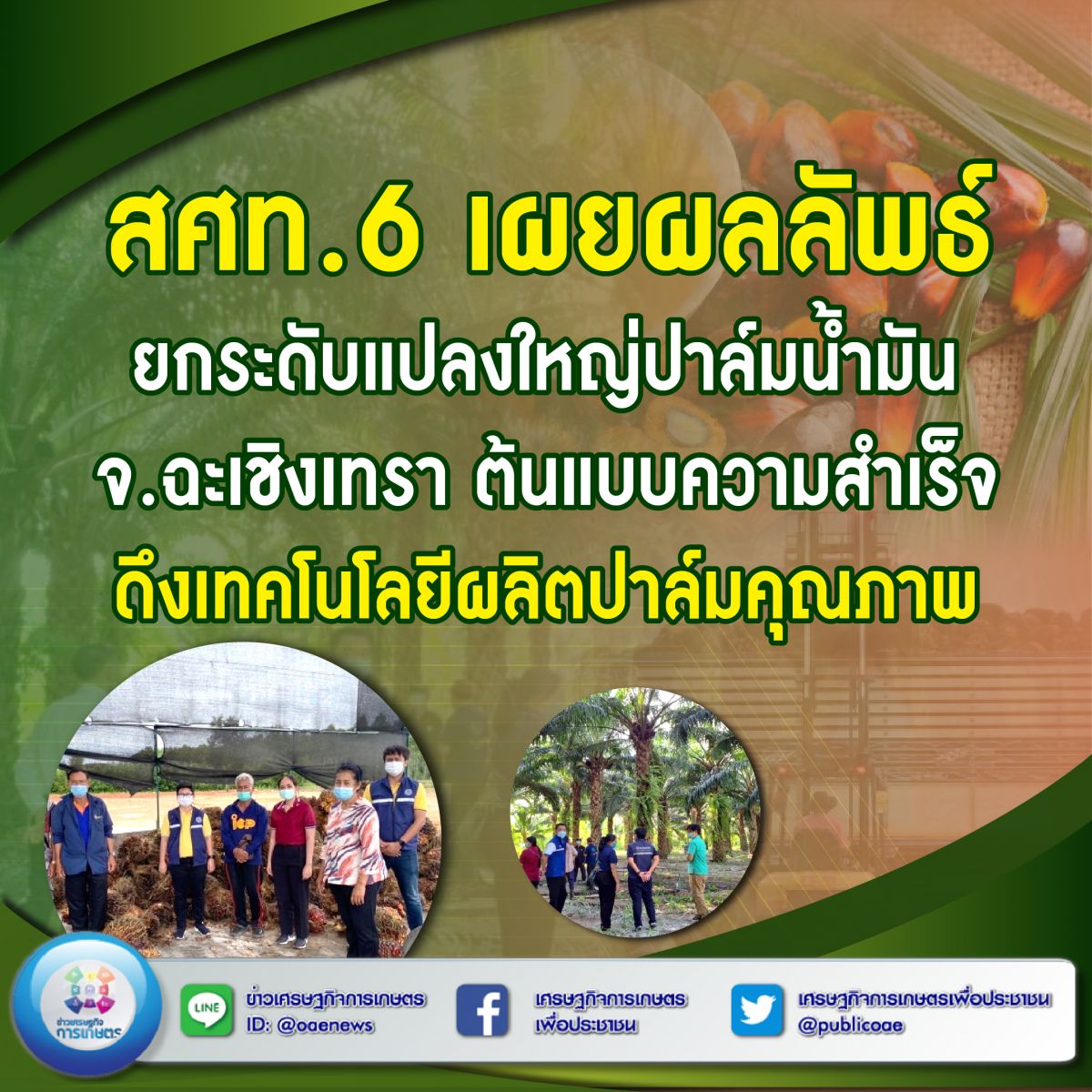 สศท.6 เผยผลลัพธ์ยกระดับแปลงใหญ่ปาล์มน้ำมัน จ.ฉะเชิงเทรา ต้นแบบความสำเร็จ  ดึงเทคโนโลยีผลิตปาล์มคุณภาพ