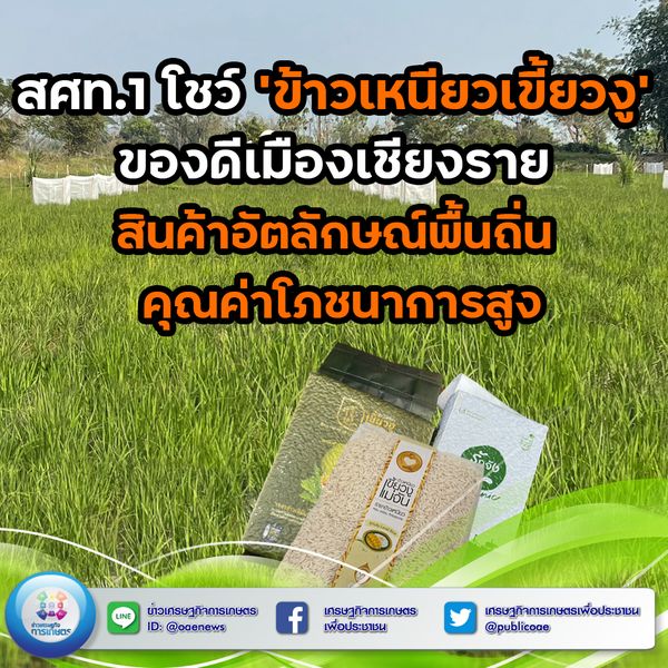 สศท.1 โชว์ ‘ข้าวเหนียวเขี้ยวงู’ ของดีเมืองเชียงราย สินค้าอัตลักษณ์พื้นถิ่น คุณค่าโภชนาการสูง