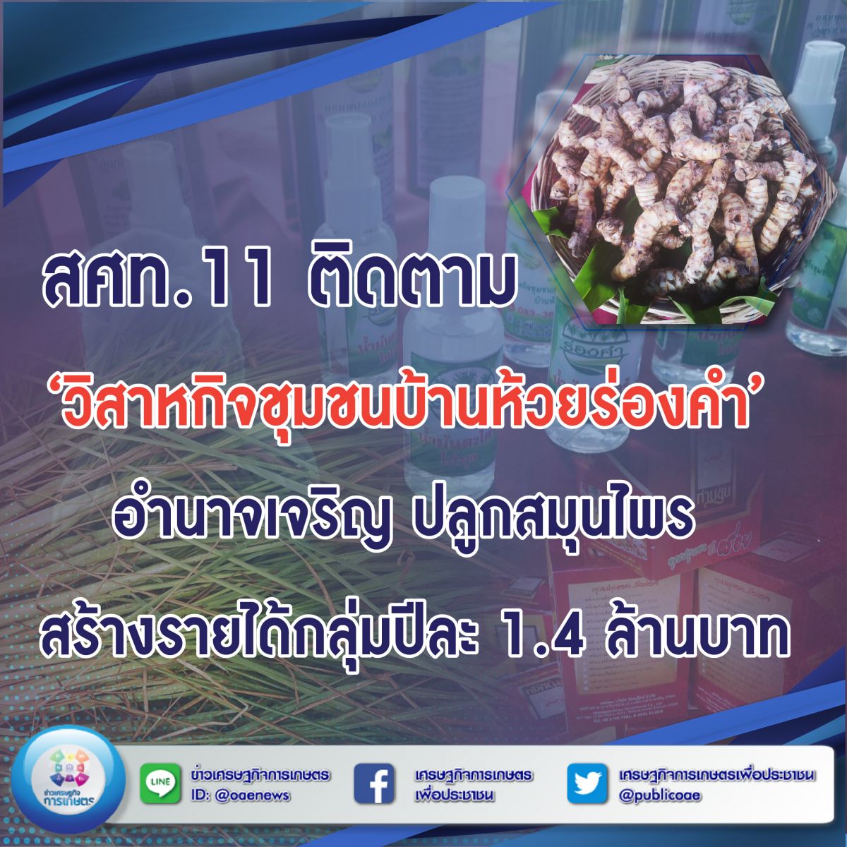 สศท.11 ติดตาม ‘วิสาหกิจชุมชนบ้านห้วยร่องคำ’ จ.อำนาจเจริญ ปลูกสมุนไพร สร้างรายได้กลุ่มปีละ 1.4 ล้านบาท 