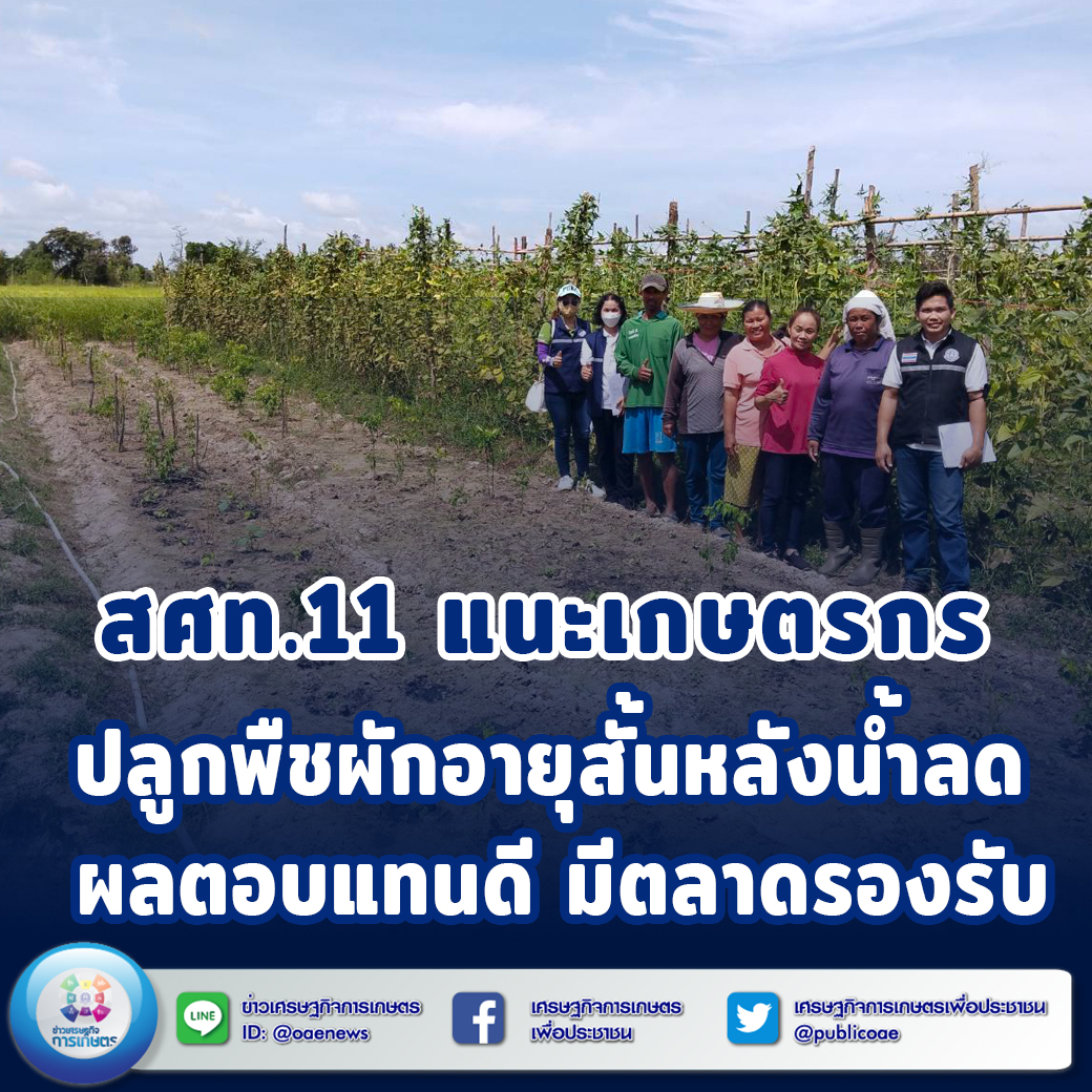 สศท.11 แนะเกษตรกรปลูกพืชผักอายุสั้นหลังน้ำลด ผลตอบแทนดีมีตลาดรองรับ