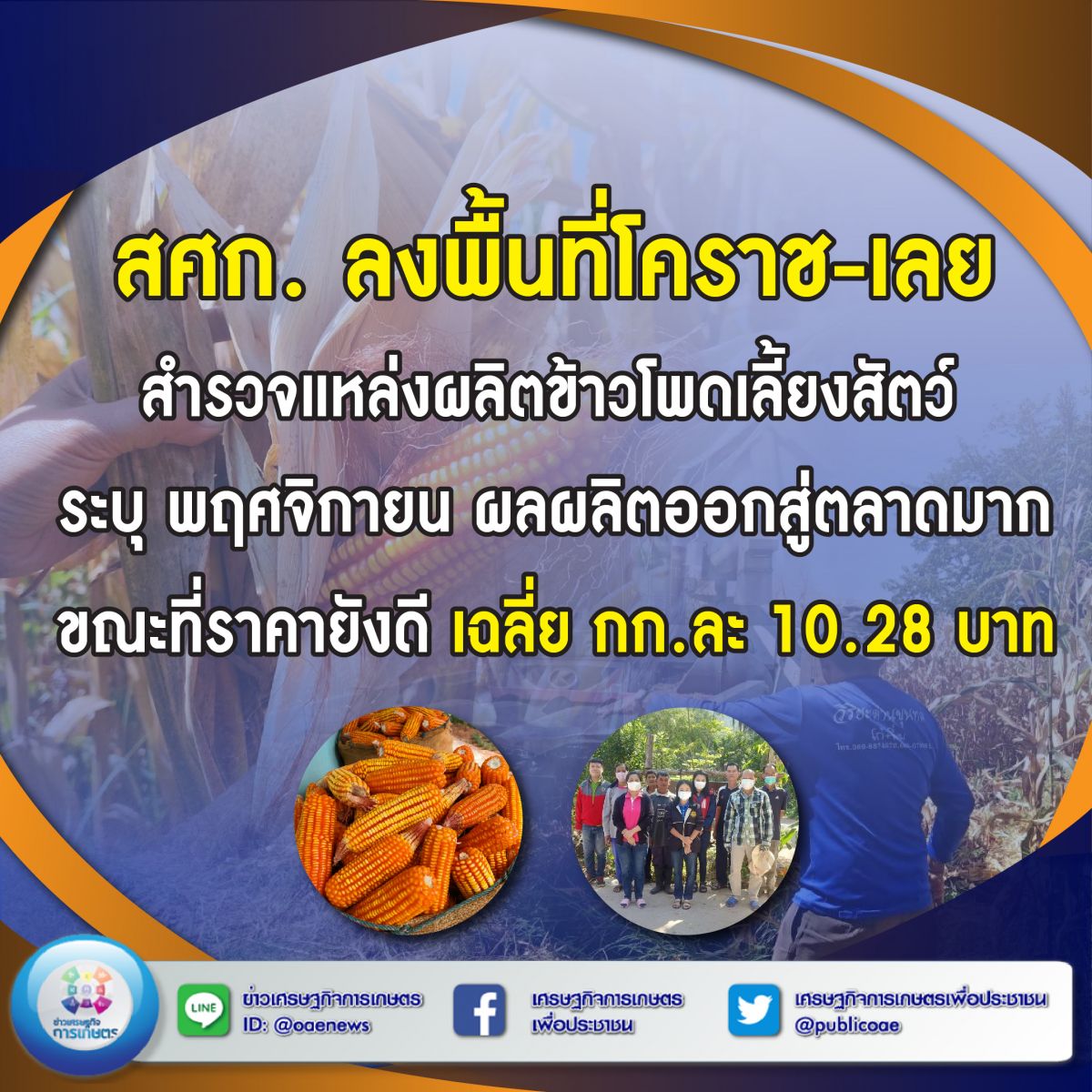 สศก. ลงพื้นที่โคราช-เลย สำรวจแหล่งผลิตข้าวโพดเลี้ยงสัตว์  ระบุ พฤศจิกายน ผลผลิตออกสู่ตลาดมาก ขณะที่ราคายังดี เฉลี่ย กก.ละ 10.28 บาท