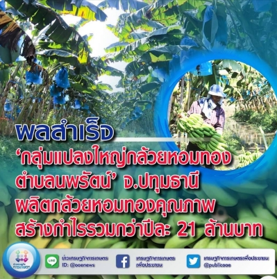 ผลสำเร็จ ‘กลุ่มแปลงใหญ่กล้วยหอมทองตำบลนพรัตน์’ จ.ปทุมธานี  ผลิตกล้วยหอมทองคุณภาพ สร้างกำไรรวมกว่าปีละ 21 ล้านบาท