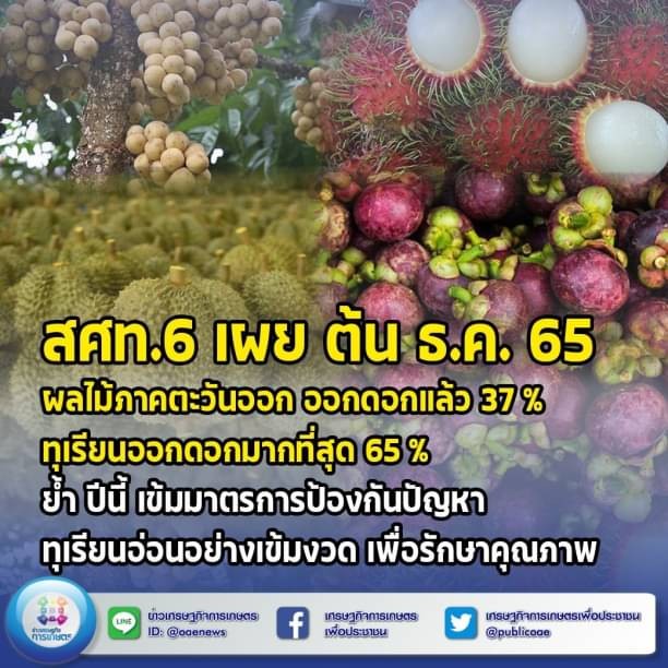 สศท.6 เผย ต้น ธ.ค. 65 ผลไม้ภาคตะวันออก ออกดอกแล้ว 37% ทุเรียนออกดอกมากที่สุด 65% ย้ำ ปีนี้ เข้มมาตรการป้องกันปัญหาทุเรียนอ่อนอย่างเข้มงวด เพื่อรักษาคุณภาพ