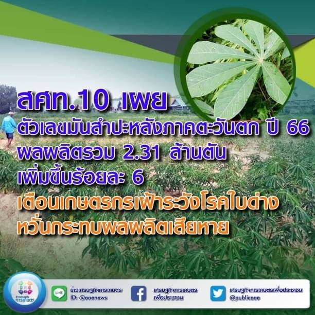 สศท.10 เผยตัวเลขมันสำปะหลัง ภาคตะวันตก ปี66 ผลผลิตรวม 2.31 ล้านตัน เพิ่มขึ้นร้อยละ 6 เตือนเกษตรกรเฝ้าระวังโรคใบด่าง หวั่นกระทบผลผลิตเสียหาย