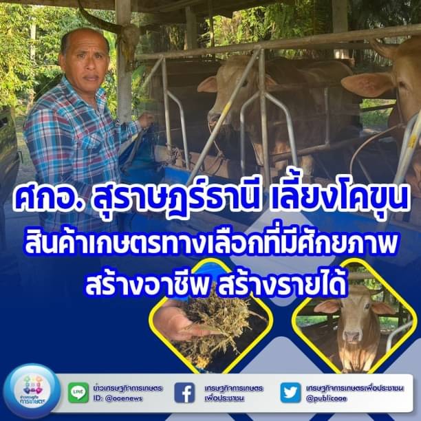 ศกอ. สุราษฎร์ธานี เลี้ยงโคขุน สินค้าเกษตรทางเลือกที่มีศักยภาพ สร้างอาชีพ สร้างรายได้