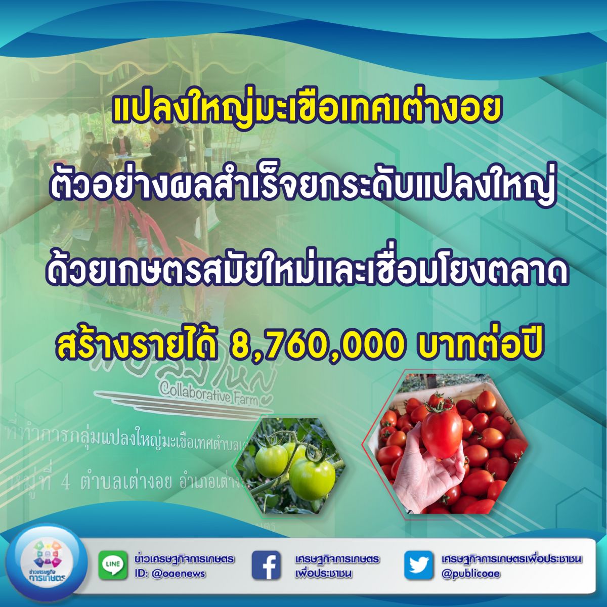 แปลงใหญ่มะเขือเทศเต่างอย ตัวอย่างผลสำเร็จยกระดับแปลงใหญ่ ด้วยเกษตรสมัยใหม่และเชื่อมโยงตลาด สร้างรายได้ 8,760,000 บาทต่อปี