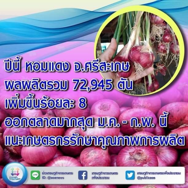 ปีนี้ หอมแดง จ.ศรีสะเกษ ผลผลิตรวม 72,945 ตัน เพิ่มขึ้นร้อยละ 8  ออกตลาดมากสุด ม.ค. - ก.พ. นี้แนะเกษตรกรรักษาคุณภาพผลผลิต