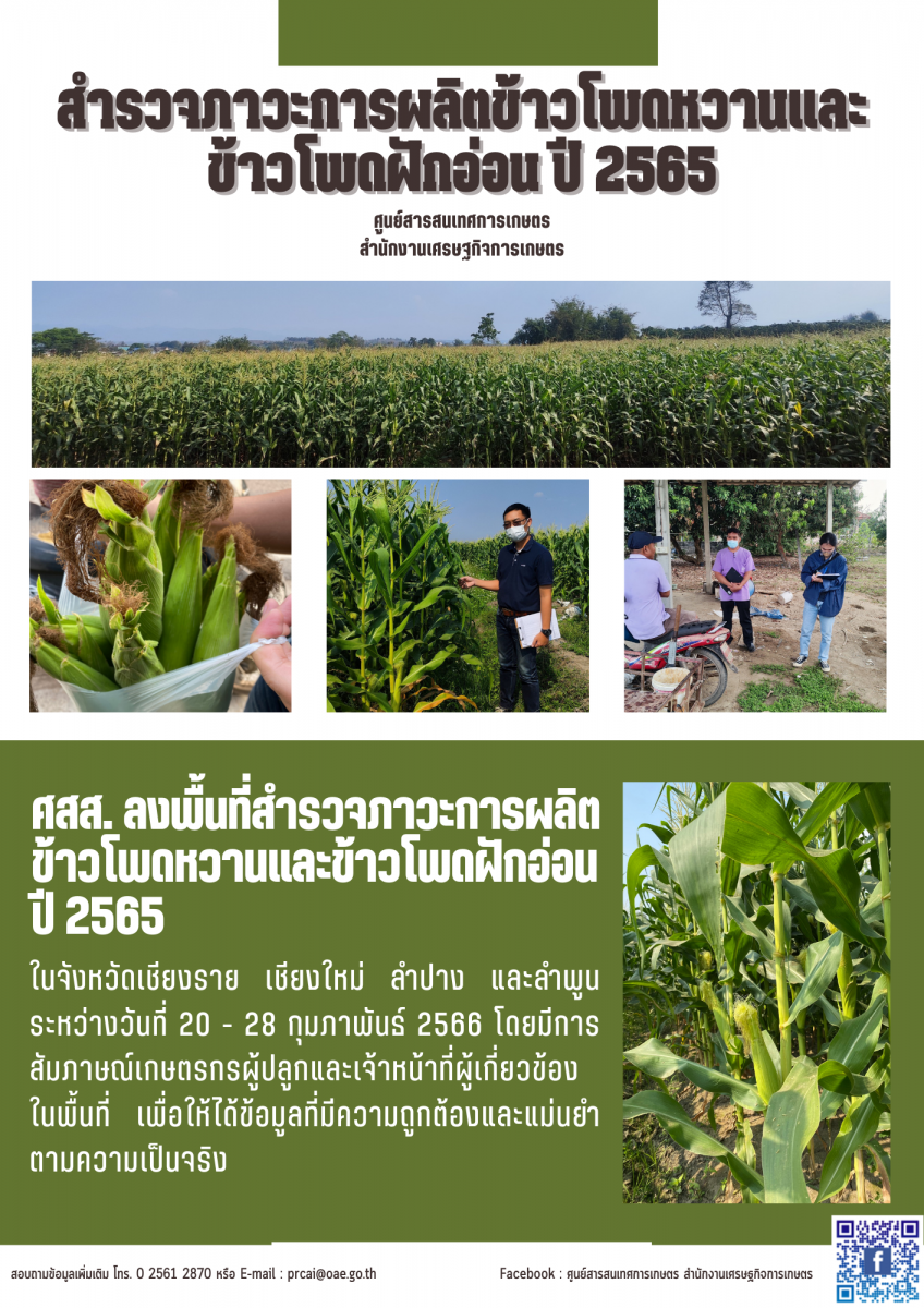 สำรวจภาวะการผลิตข้าวโพดหวานและข้าวโพดฝักอ่อน ปี 2565