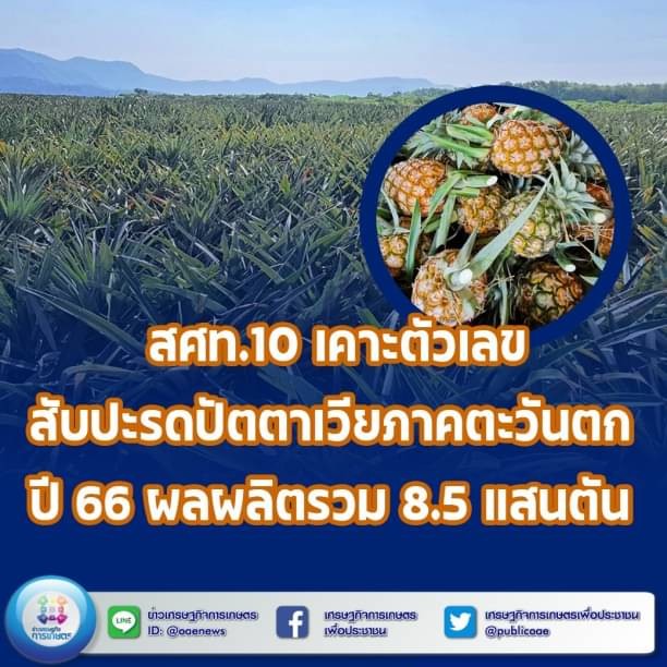  สศท.10 เคาะตัวเลขสับปะรดปัตตาเวียภาคตะวันตก ปี 66 ผลผลิตรวม 8.5 แสนตัน