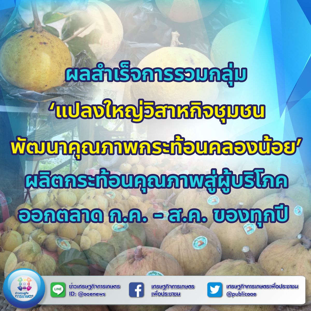 ผลสำเร็จการรวมกลุ่ม ‘แปลงใหญ่วิสาหกิจชุมชนพัฒนาคุณภาพกระท้อนคลองน้อย’  ผลิตกระท้อนคุณภาพสู่ผู้บริโภค ออกตลาด กรกฎาคม - สิงหาคม ของทุกปี 