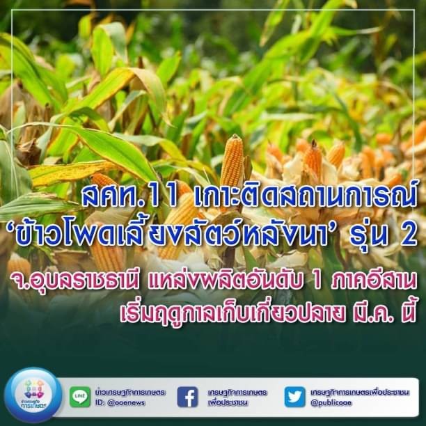 สศท.11 เกาะติดสถานการณ์ ‘ข้าวโพดเลี้ยงสัตว์หลังนา’ รุ่น 2 จ.อุบลราชธานี แหล่งผลิตอันดับ 1 ภาคอีสาน เริ่มฤดูกาลเก็บเกี่ยวปลาย มี.ค. นี้