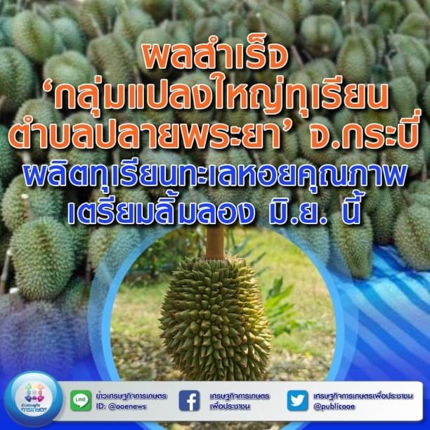  ผลสำเร็จ ‘กลุ่มแปลงใหญ่ทุเรียนตำบลปลายพระยา’ จ.กระบี่ ผลิตทุเรียนทะเลหอยคุณภาพ  เตรียมลิ้มลอง มิ.ย. นี้