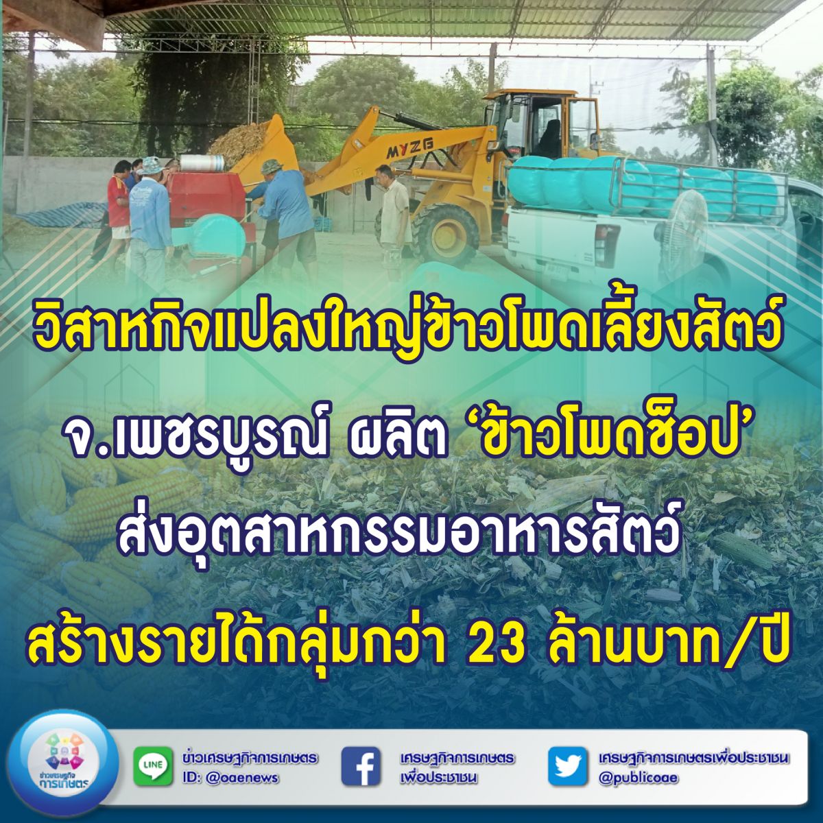 วิสาหกิจแปลงใหญ่ข้าวโพดเลี้ยงสัตว์ จ.เพชรบูรณ์ ผลิต ‘ข้าวโพดช็อป’  ส่งอุตสาหกรรมอาหารสัตว์ สร้างรายได้กลุ่มกว่า 23 ล้านบาท/ปี